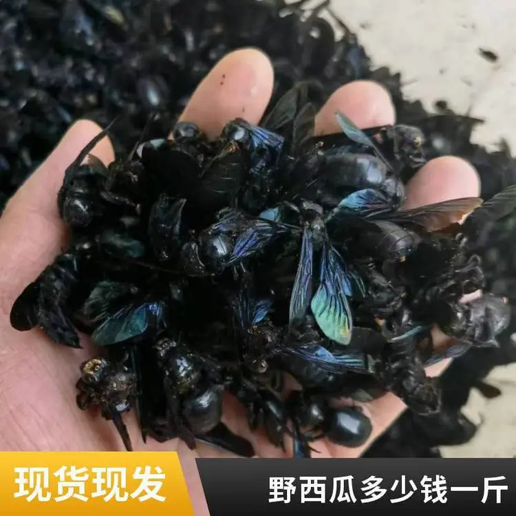 中药材野西瓜老鼠瓜抗旱草精选新货含量高包邮批发各种冷备药材