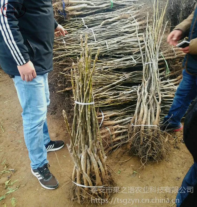 晋香核桃树苗哪里有卖