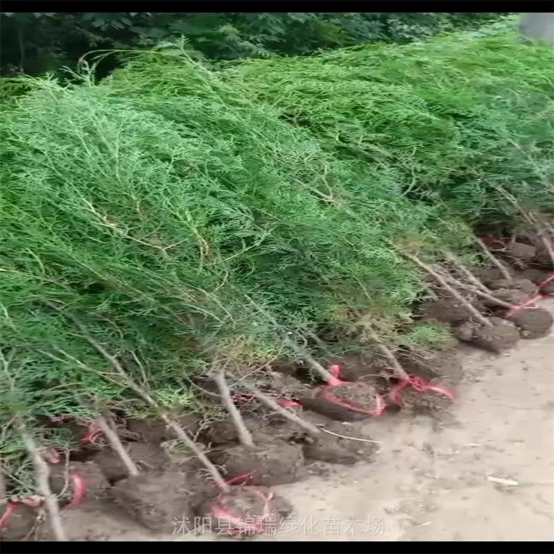 园林庭院美化侧柏 荒山造林墓地用侧柏树苗采购 3个技巧帮你避坑