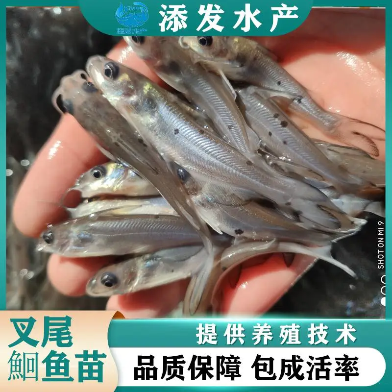 ***叉尾鮰鱼苗 活体包邮 基地供应 叉尾鱼品种齐全 采用空运包邮