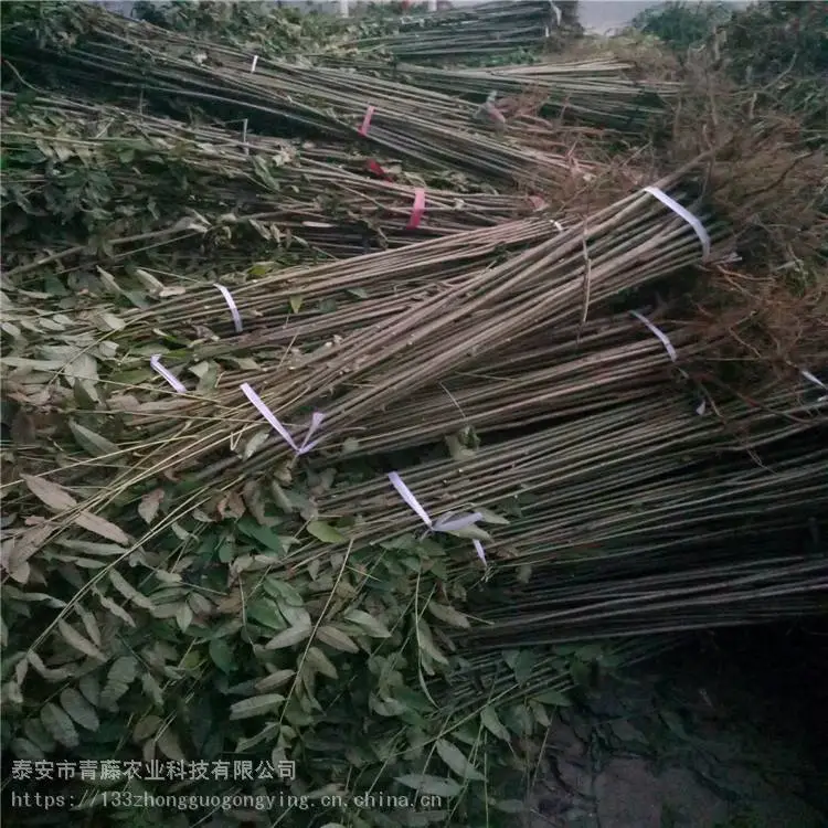 香椿苗种植 青藤农业 泰安红油香椿苗