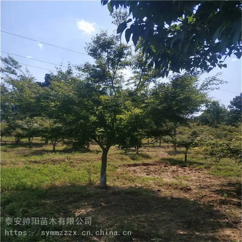 多杆鸡爪槭 种类齐全 12公分鸡爪槭 新品上市出售