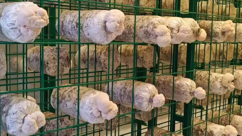 骏朗工厂化杏鲍菇出菇网格架 浸塑食用菌网格架 绿色菌菇网格架可定制