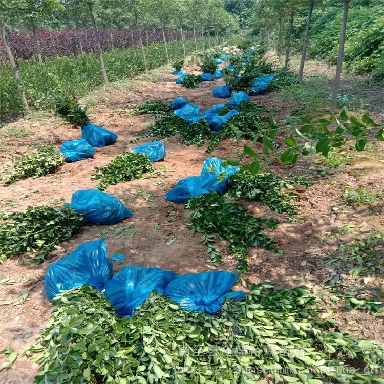 汉中绿篱冬青 篱笆墙遮挡树苗 冬青苗种植方法