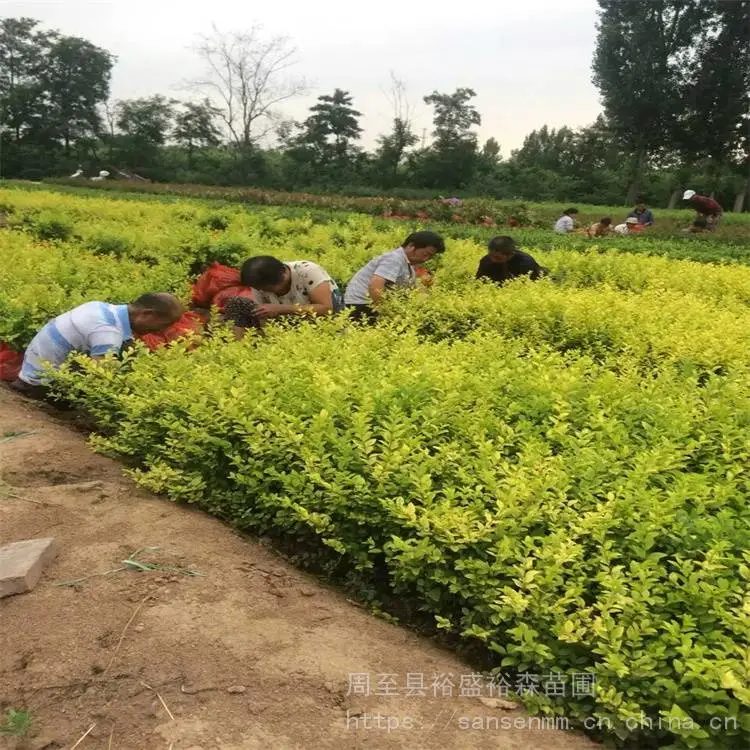 陕西西安苗木-观赏月季求购供应苗圃-周至红叶小波耐寒