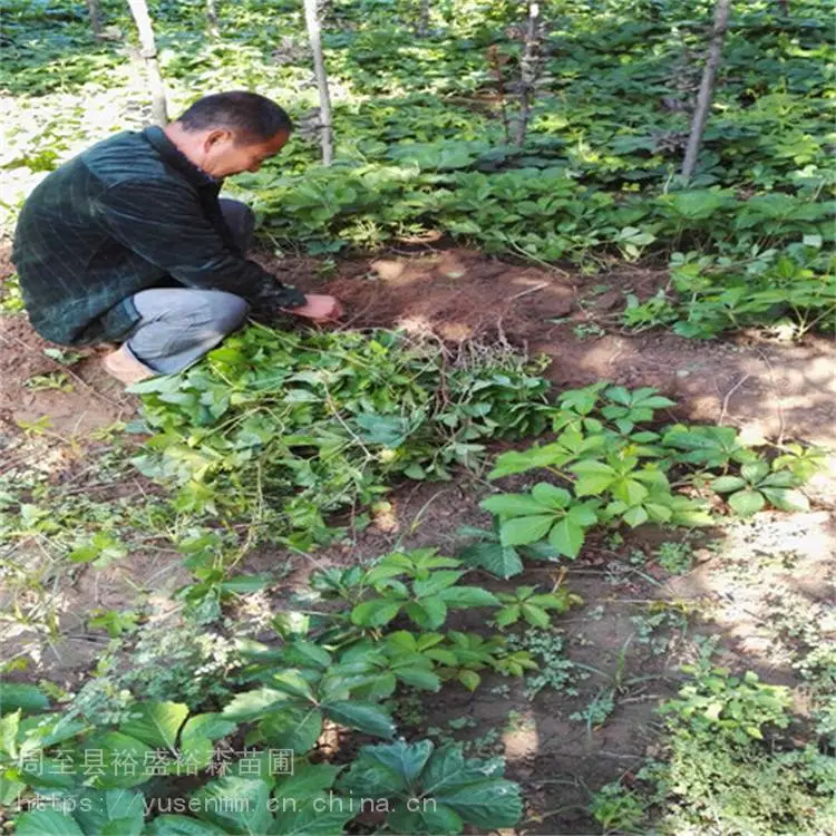西安爬墙虎欧月季 变色爬山虎 批发爬山虎