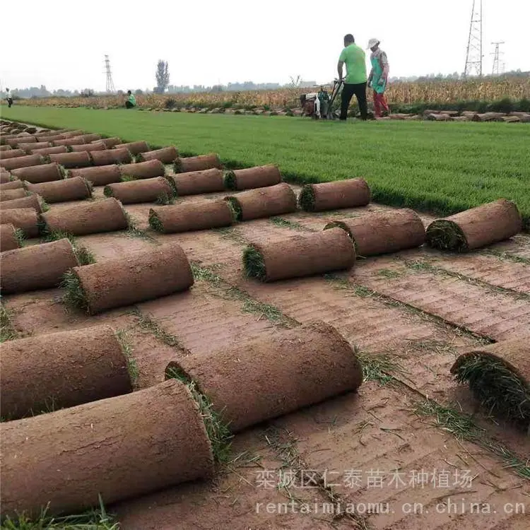 成活***的草坪品种有哪些草坪 混播草皮卷 木槿种子