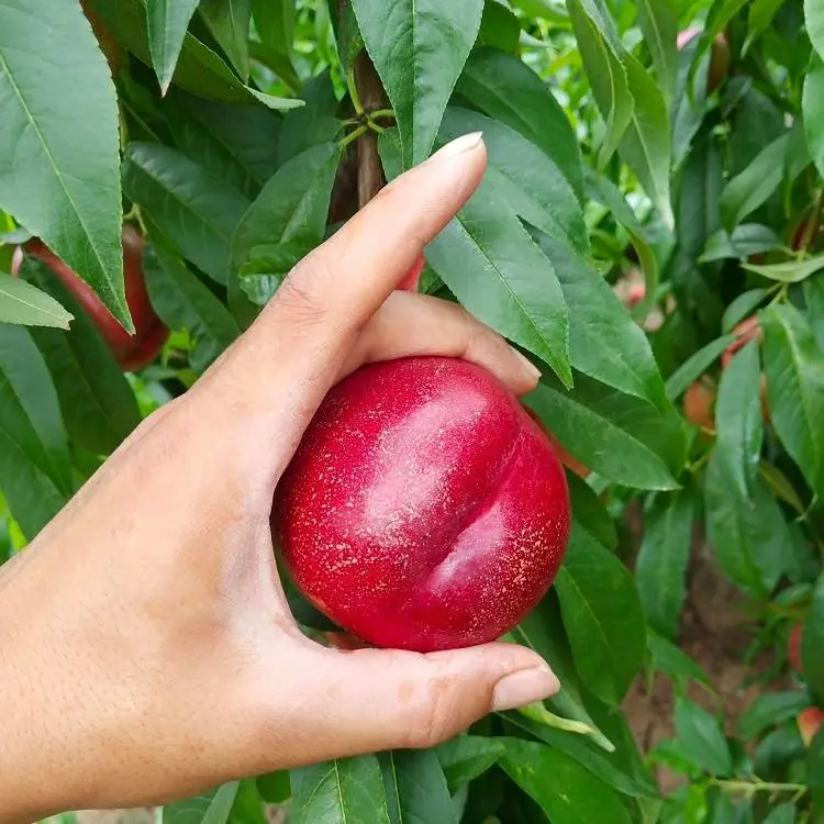 辽宁黄油桃苗 黄蜜油桃树苗