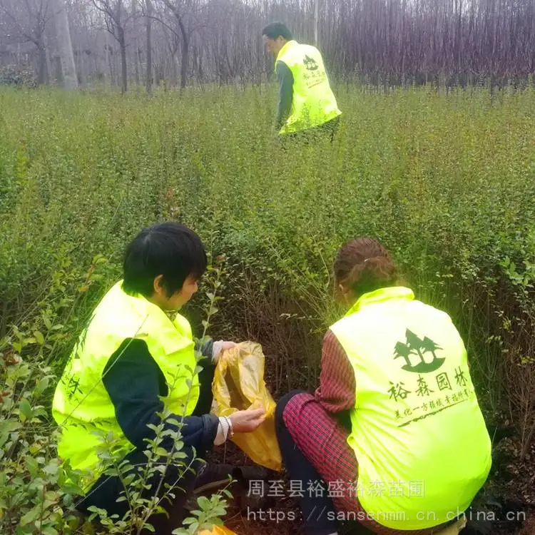 西安周至苗木-草坪麦冬苗西安附近卖树苗-周至金森女贞常青苗