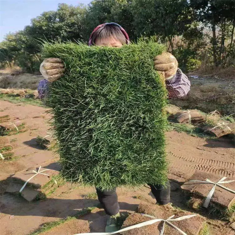出售 ***草皮 运 城草坪 常夏石竹 种子 南非万寿菊