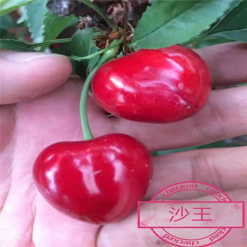 山西吕梁求购樱桃苗免费提供种植技术