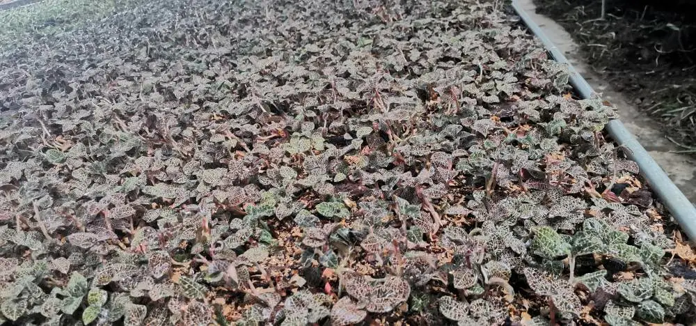 金线莲瓶苗广西凌云县厂家直销