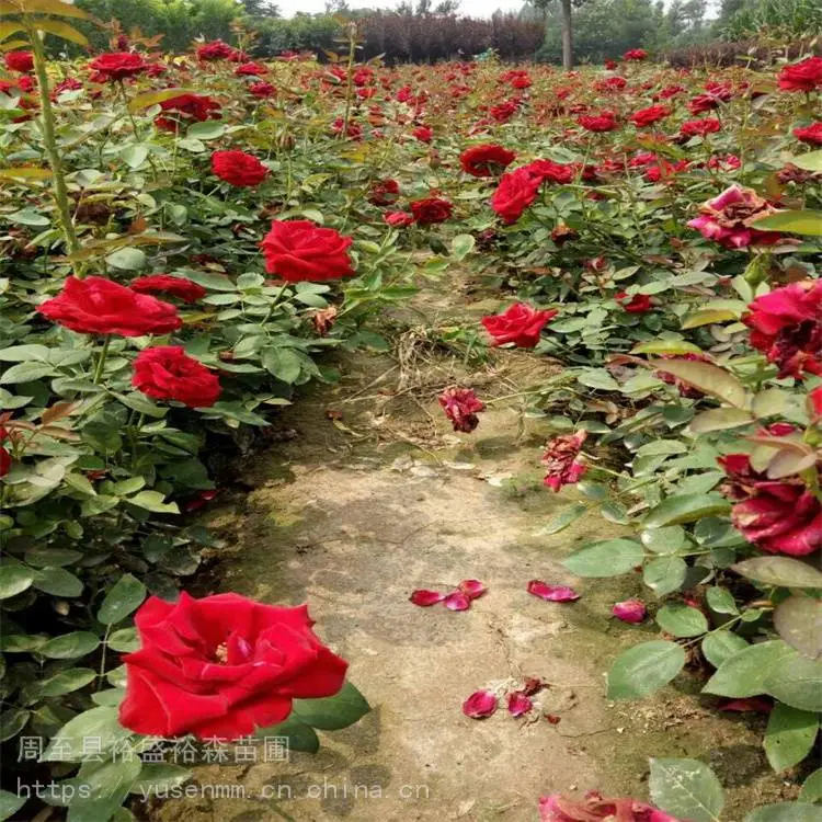 关中西安本地苗圃 园林观花植物 营养杯月季苗 本地花木小苗