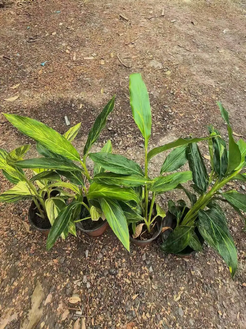 花叶良姜重庆苗圃批发 贵州苗木基地海量货源 市政道路绿化 地被灌木