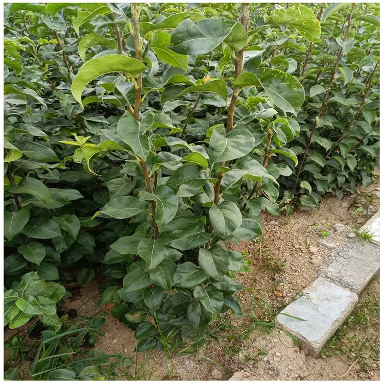 贵州 梨树苗价格 奥红一号红梨树苗 种植一年结果