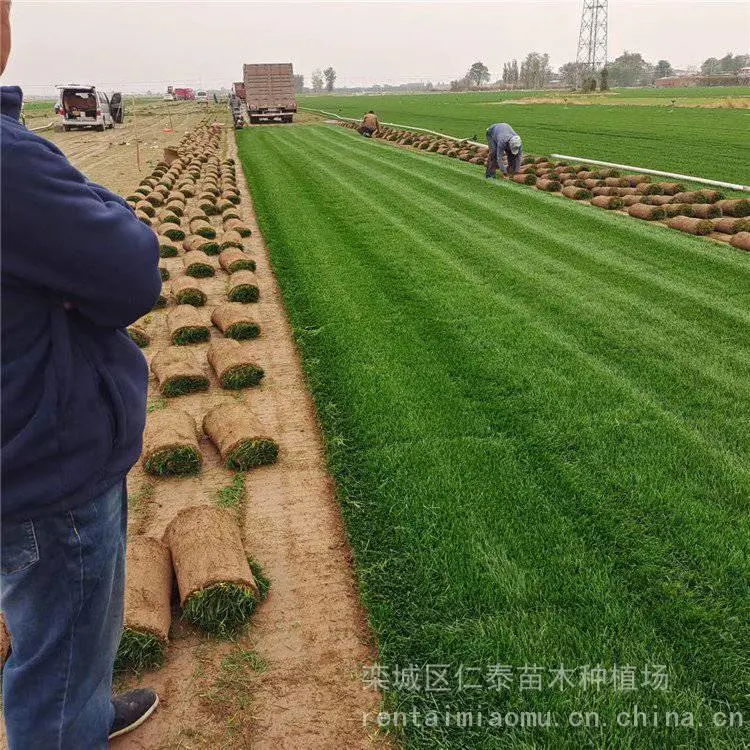 园林草坪批发 高羊茅草坪 草皮卷 常夏石竹种子