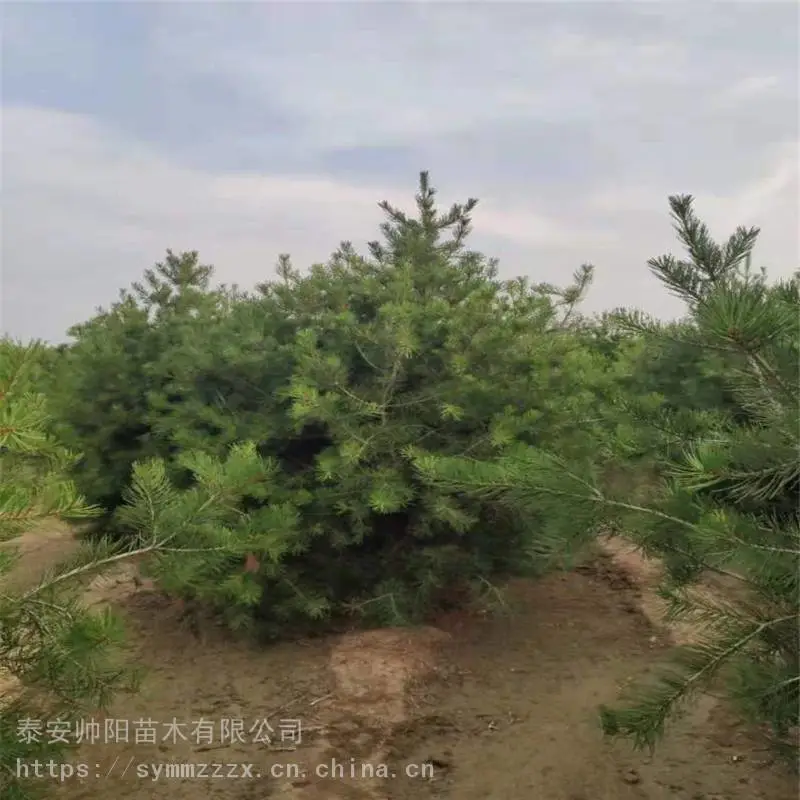 1米白皮松 树苗价格咨询 白皮松 种苗小苗栽培 帅阳 供应基地