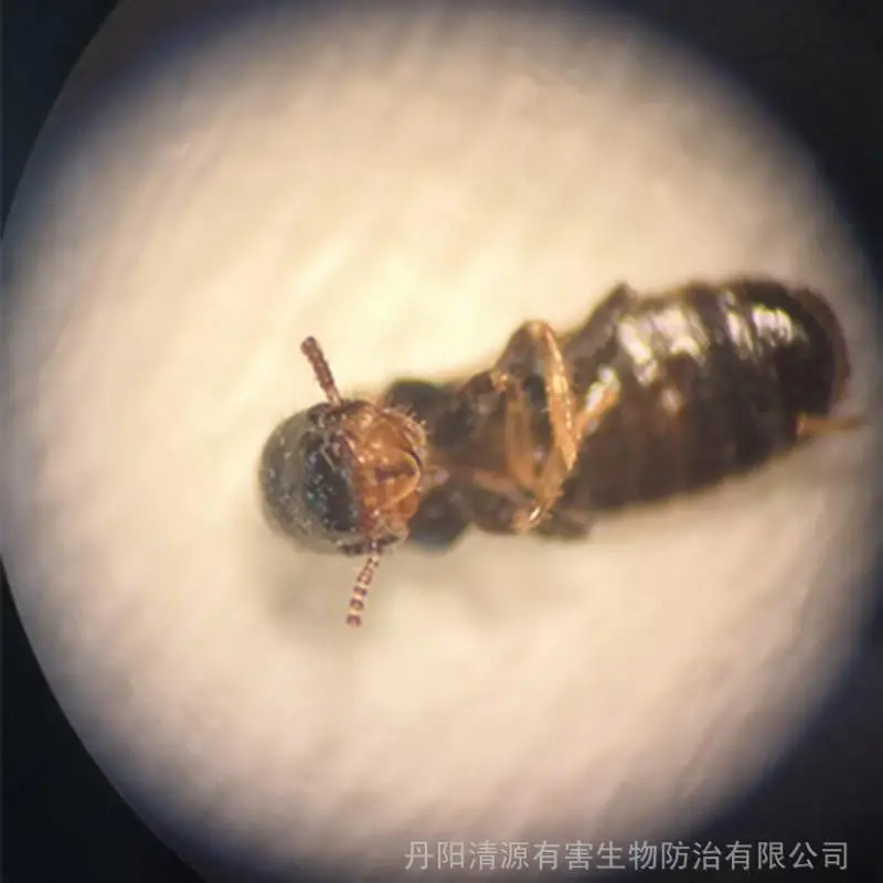 镇江丹阳白蚁中心剖析:门框发现白蚁怎么消灭?