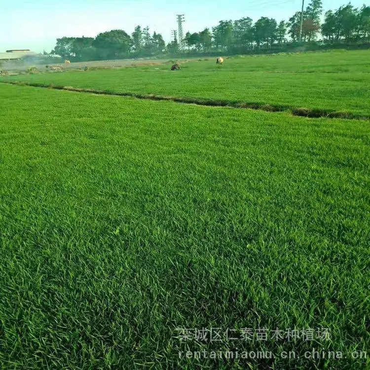 出售精品草坪冷季型草皮-耐干旱 易成活 抗病虫害 一手货源