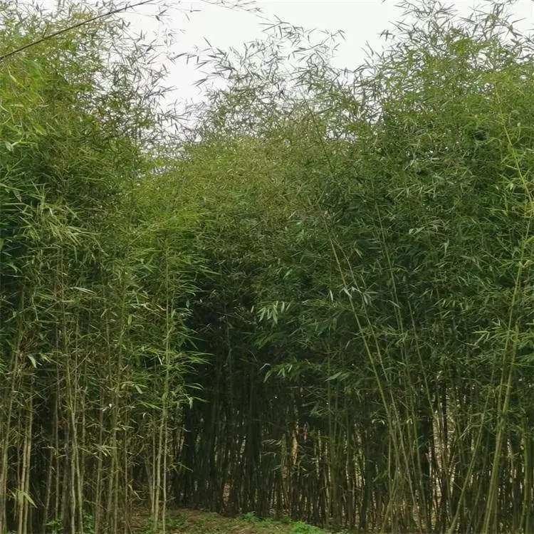 现挖出售公园庭院绿化竹子 竹苗 地径1-3公分刚竹 紫竹