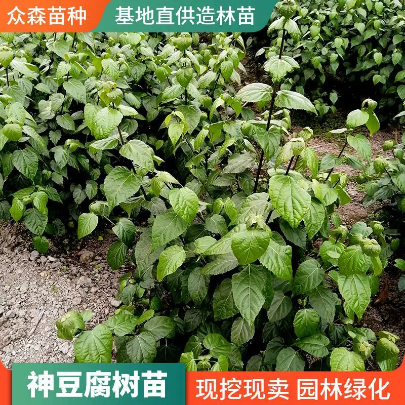 整体粗度约0.6-1.8公分 神豆腐树苗 嫩枝截杆处理