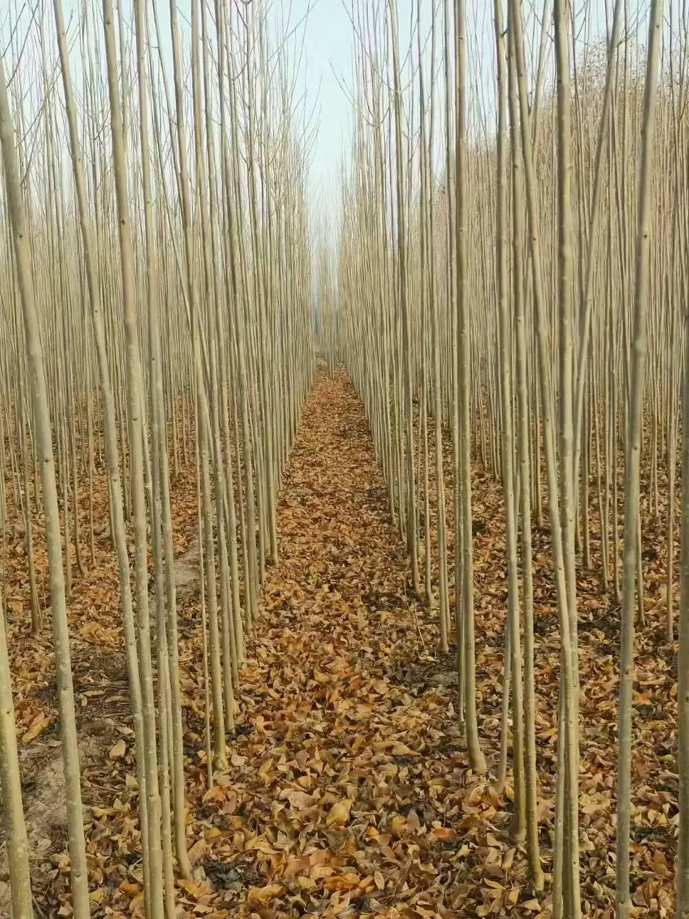 山东临沂河东速生白蜡树苗木基地批发,2公分，4公分，5公分白蜡小苗产地报价,白蜡苗木供应商厂家上车价格