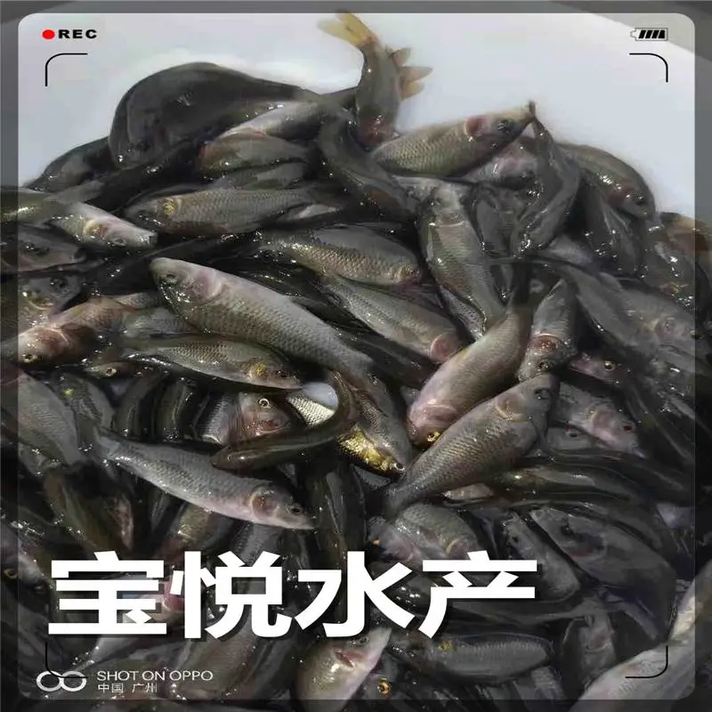 山东淄博禾花鲤鱼苗养殖场品种 禾花鲤鱼苗养殖技术