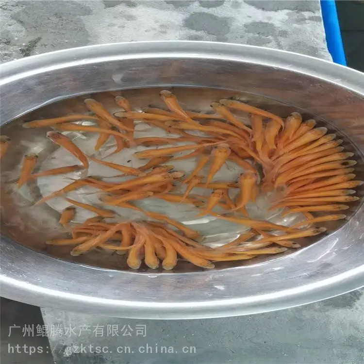鲲腾水产 金草鱼图片大全 俄罗斯金草鱼养殖技术 ***