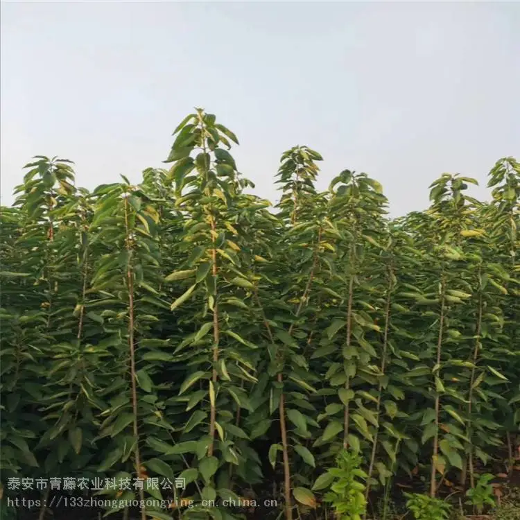 大樱桃苗 青藤农业 萨米脱樱桃苗 基地出售