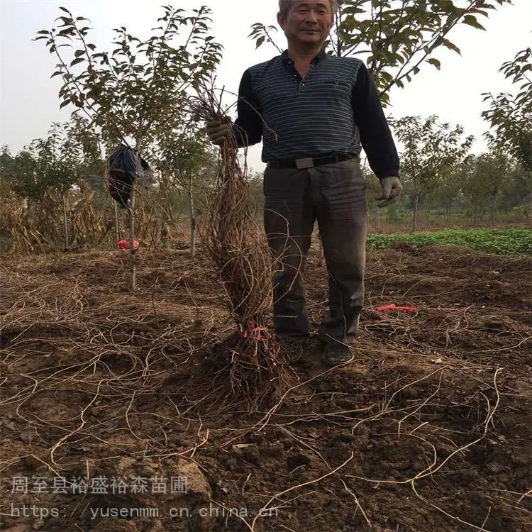西安爬墙虎欧月季 变色爬山虎 批发爬山虎
