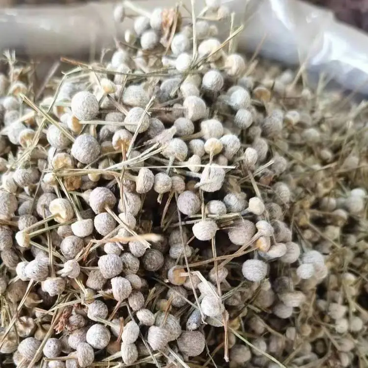 中药材谷精珠和谷精草产地批发