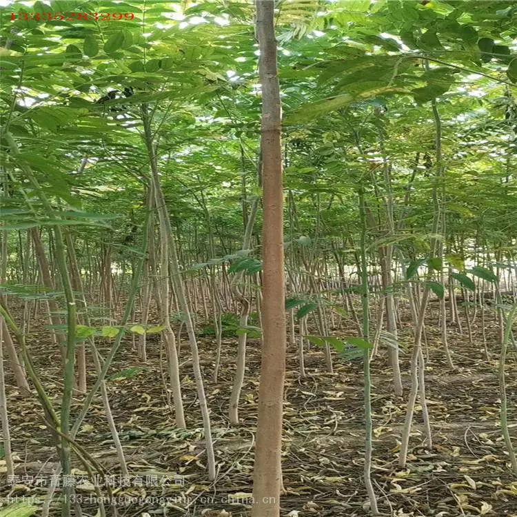 香椿苗种植 青藤农业 泰安红油香椿苗