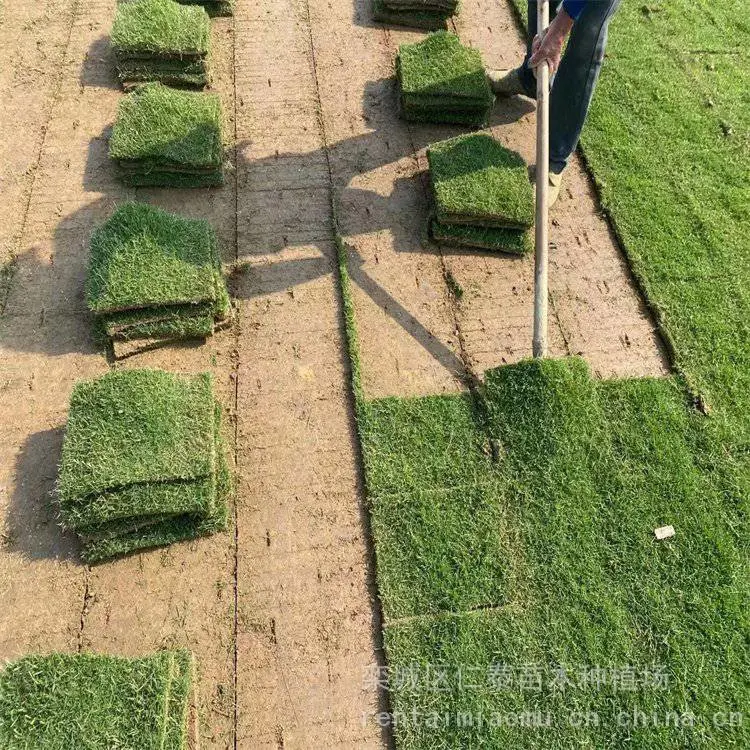 出售精品混播草 泥培马尼拉草坪 混播草坪草 坪种子齐全