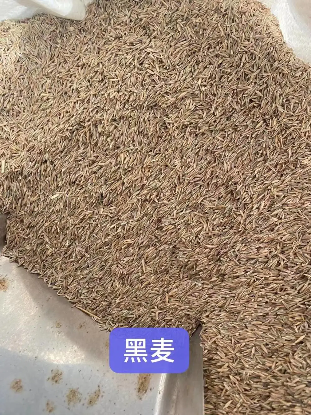 复古嘟嘟传奇 一起激情 白三叶草籽 勋章菊种子 草坪na里便宜