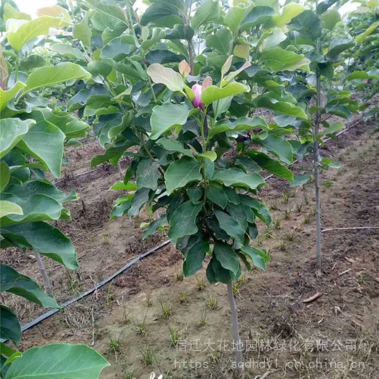 4公分5公分紫玉兰 便宜 包成活率 望春花 苗圃出售紫玉兰花