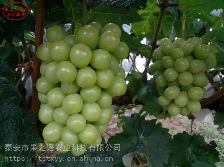 葡萄树苗、甜蜜蓝宝石葡萄苗、金田蜜葡萄树苗批发