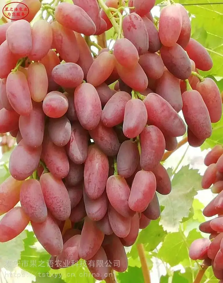 葡萄树苗、甜蜜蓝宝石葡萄苗、金田蜜葡萄树苗批发