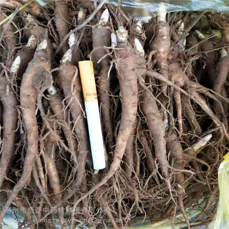勇泰中药材 赤芍苗*** 赤芍苗产地批发
