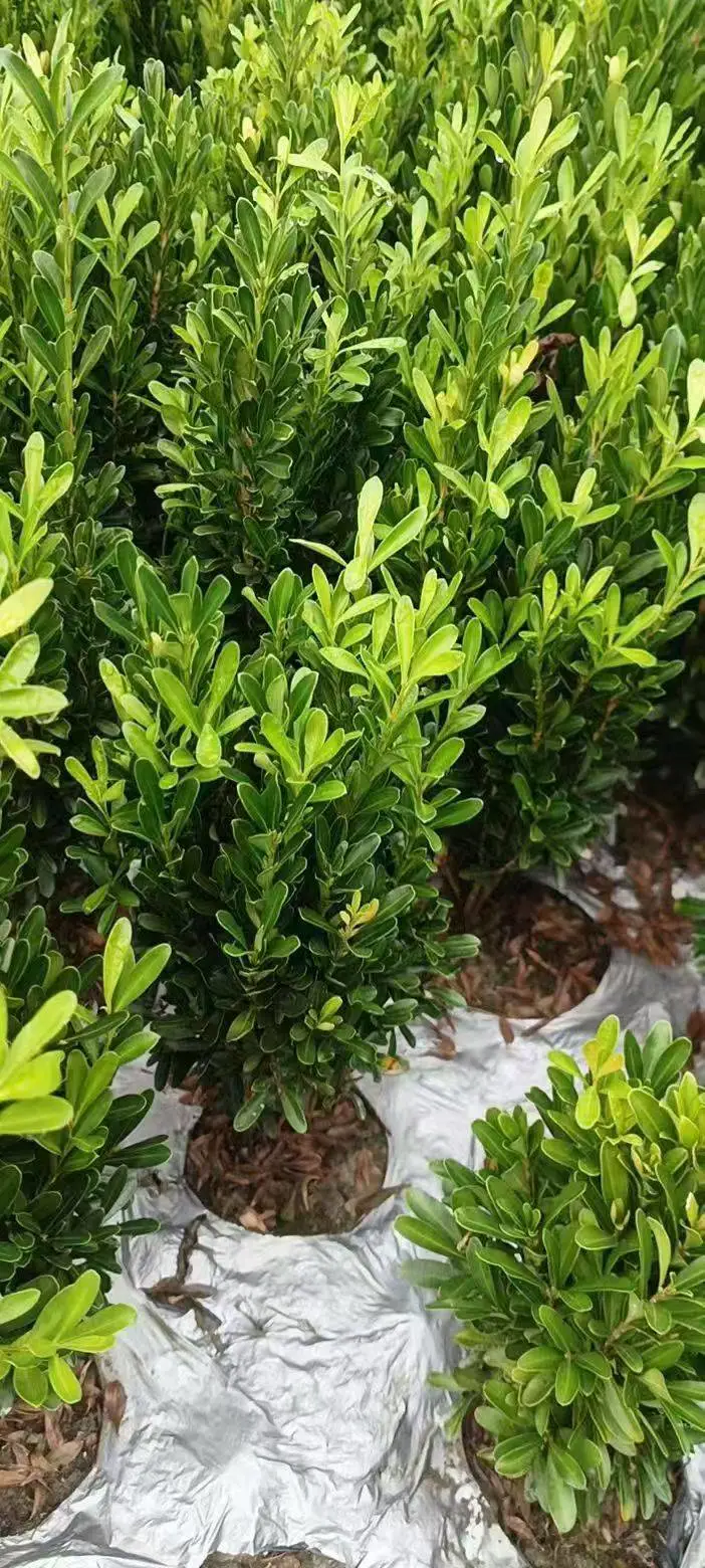 豆瓣黄杨成都苗圃直供 成都温江多规格一站式采购 乡村绿化 农村美丽环境打造品种