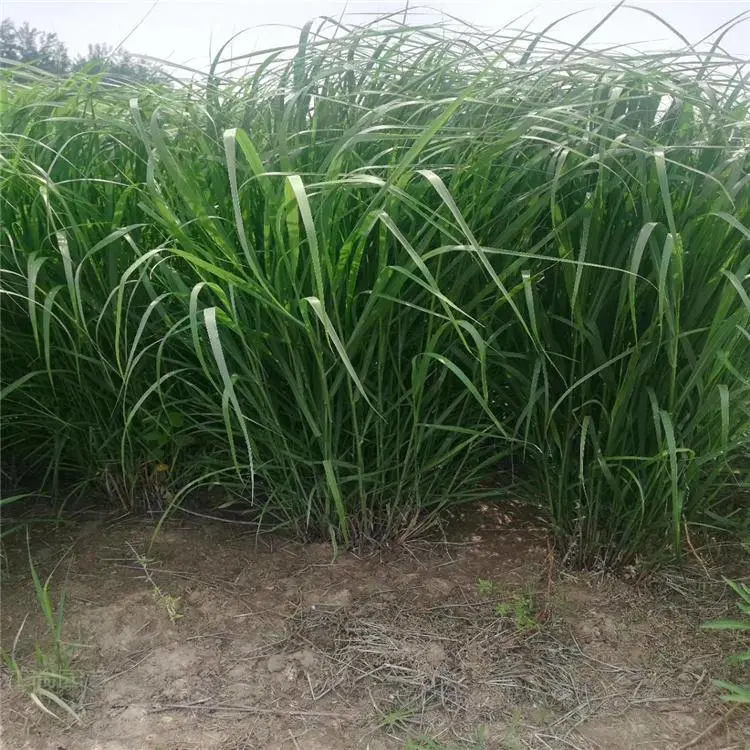 观赏草柳枝稷报价 稷营养杯小苗价 茗茜花卉 基地发货