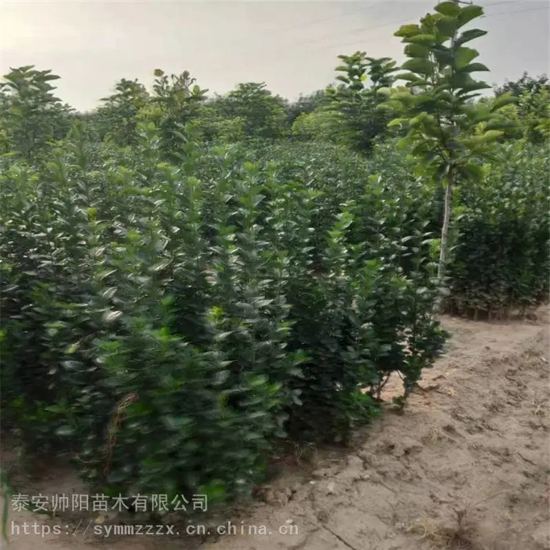 60公分北海道黄杨 种植基地 帅阳 30公分北海道黄杨 批发基地地址