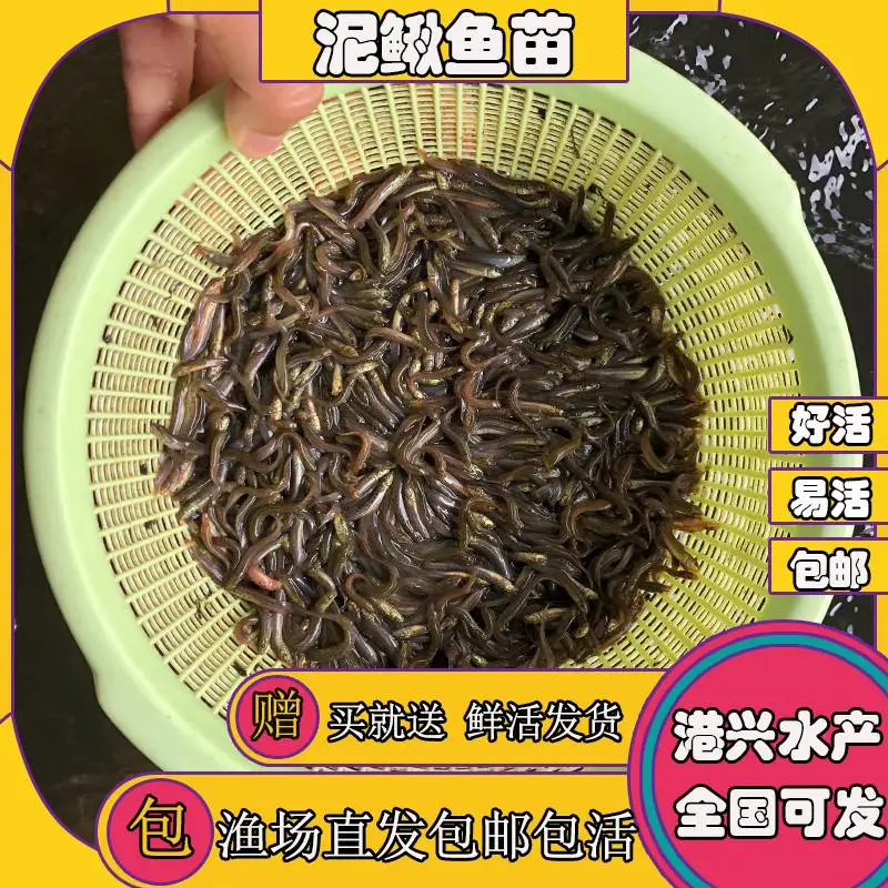 自家鱼塘泥鳅苗批发 广东清远泥鳅水花苗 杂交泥鳅苗 成本低效益好