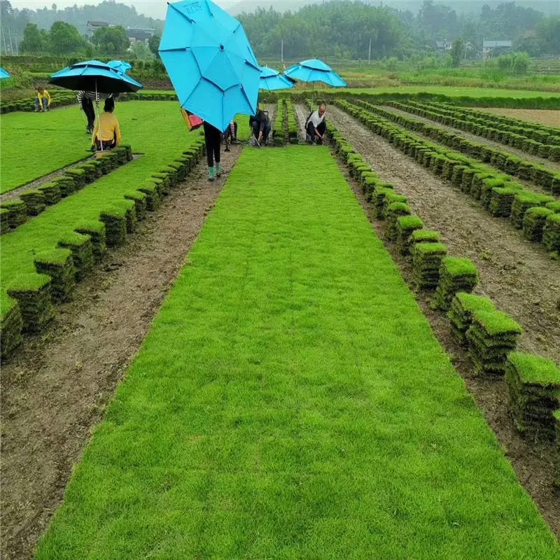 江西上饶草坪基地真心诚信