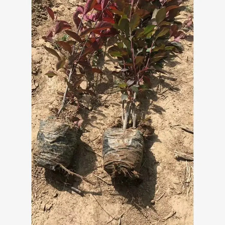 紫叶矮樱小苗基地 树苗指苗挖树 丛生绿篱紫叶矮樱