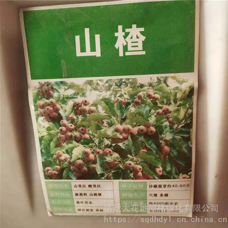 大花地园林 山楂种子 发芽率好 提供种植技术 支持快递发货