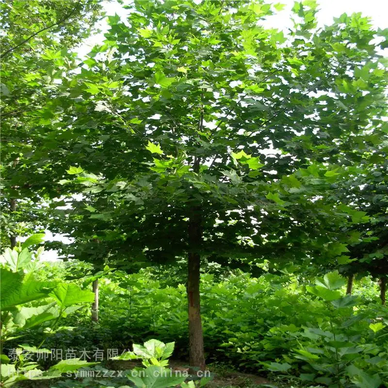 9公分法桐 批发低价 帅阳 自产自销 法桐 经销商家