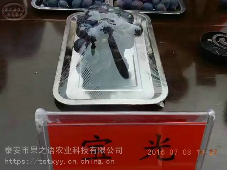 葡萄树苗价格、浪漫红颜葡萄苗、心愿葡萄树苗价格表