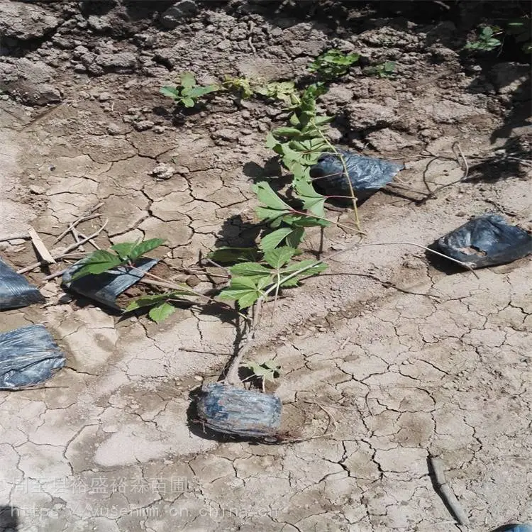 西安爬墙虎欧月季 变色爬山虎 批发爬山虎