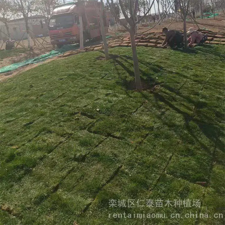 出售 ***草皮 运 城草坪 常夏石竹 种子 南非万寿菊
