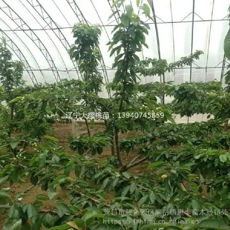 俄罗斯八号樱桃苗繁育基地 辽宁马哈利美早樱桃树苗